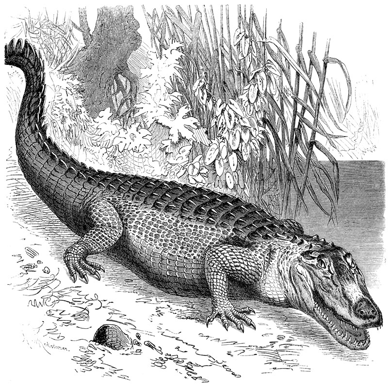 [CPerrien Scans CD02 Animals(Pen Drawing)] caiman; DISPLAY FULL IMAGE.
