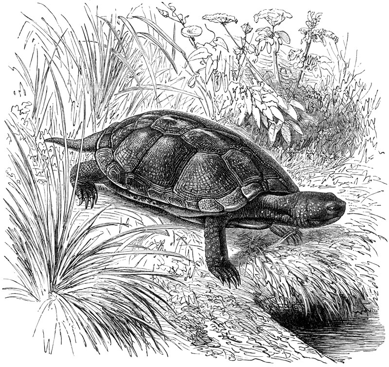 [CPerrien Scans CD02 - Animals(Pen Drawing)] turtle; DISPLAY FULL IMAGE.