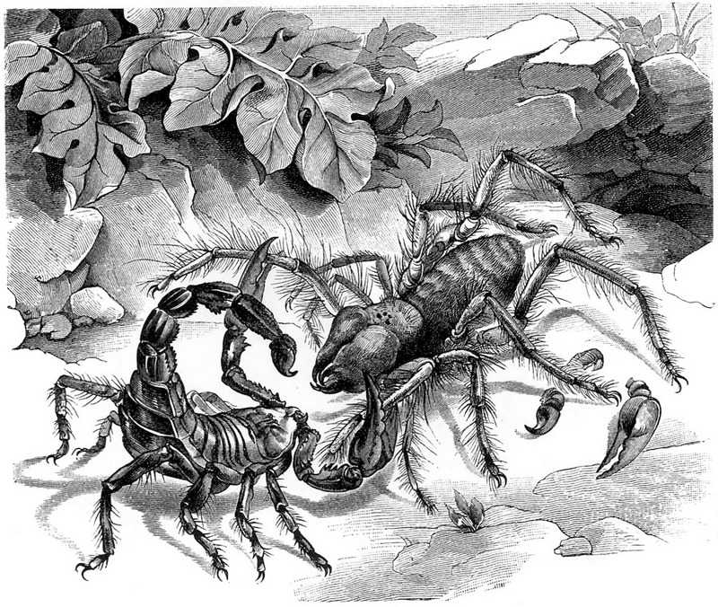 [CPerrien Scans CD02 - Animals(Pen Drawing)] scorpion & spider; DISPLAY FULL IMAGE.
