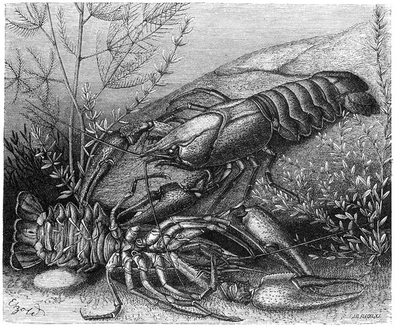 [CPerrien Scans CD02 - Animals(Pen Drawing)] crayfish; DISPLAY FULL IMAGE.