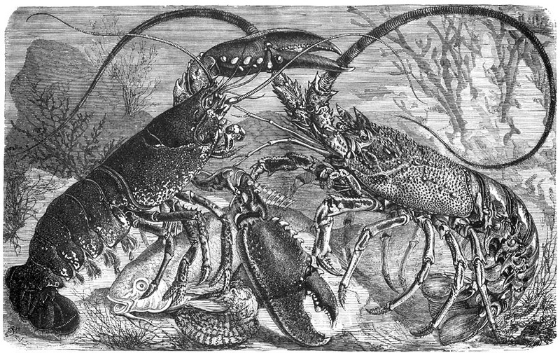 [CPerrien Scans CD02 - Animals(Pen Drawing)] lobsters; DISPLAY FULL IMAGE.