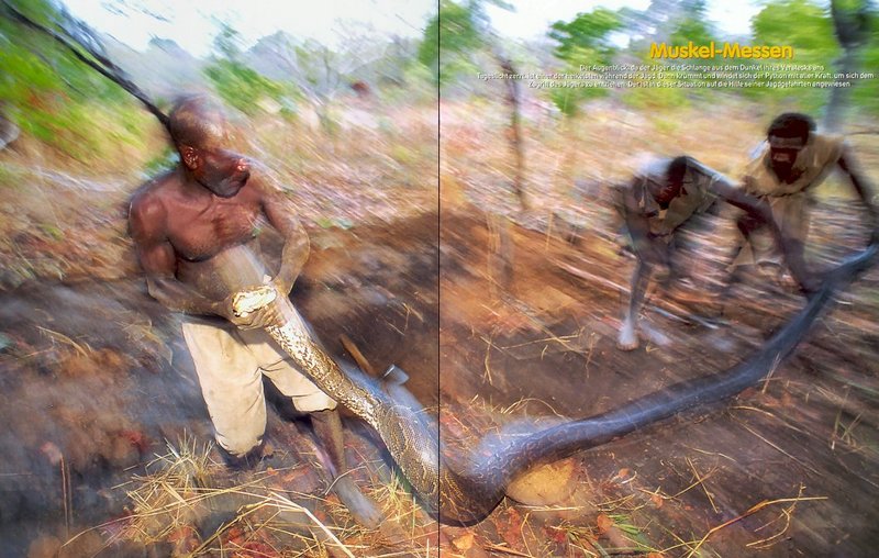 [achAT-scans] Chasing Pythons in Cameroon(1997); DISPLAY FULL IMAGE.