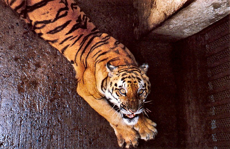 [achAT-scans] Tigers(1994); DISPLAY FULL IMAGE.