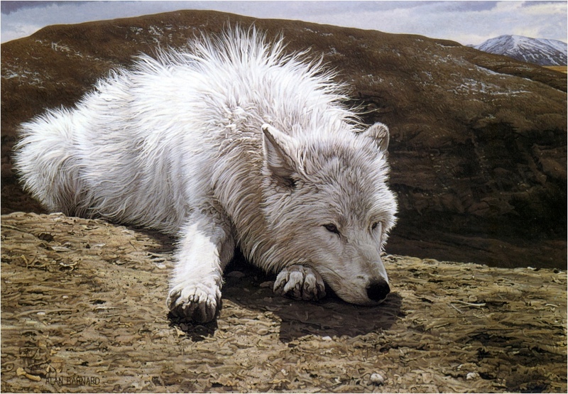 [Elon Animal Scans] Painted by Alan Bernard, Arctic Calm (Artic Wolf); DISPLAY FULL IMAGE.