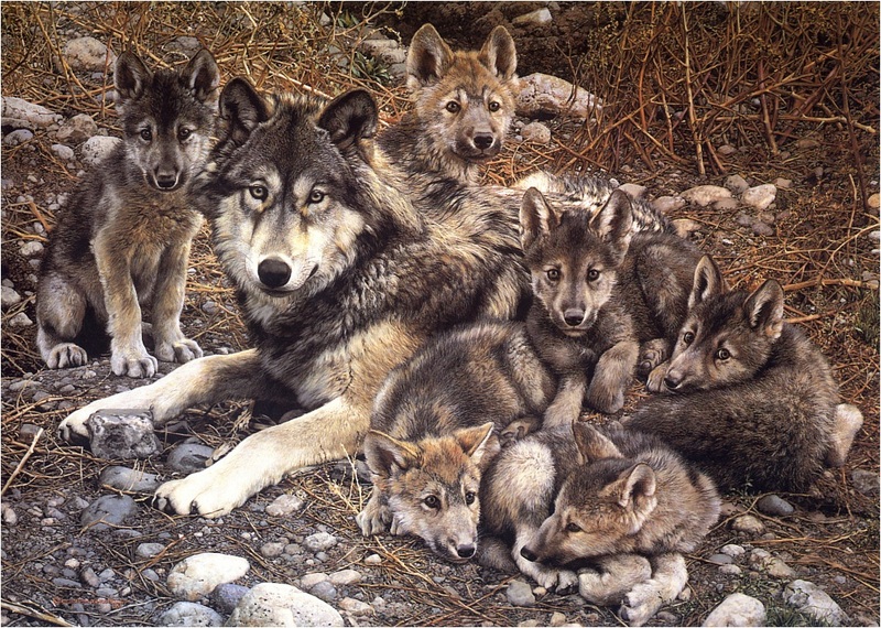 [Elon Animal Scans] Painted by Carl Brenders, Den Mother (Gray Wolves); DISPLAY FULL IMAGE.