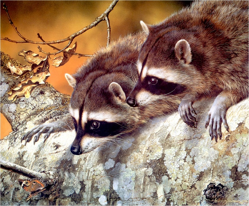 [Elon Animal Scans] Painted by Carl Brenders, Double Trouble (Raccoons); DISPLAY FULL IMAGE.