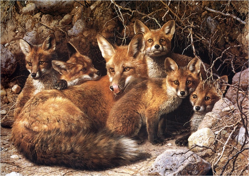 [Elon Animal Scans] Painted by Carl Brenders, Full House (Red Foxes); DISPLAY FULL IMAGE.