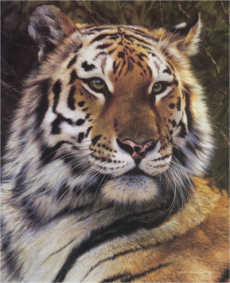 [Elon Animal Scans] Painted by Carl Brenders, Last Watch (Tiger); DISPLAY FULL IMAGE.