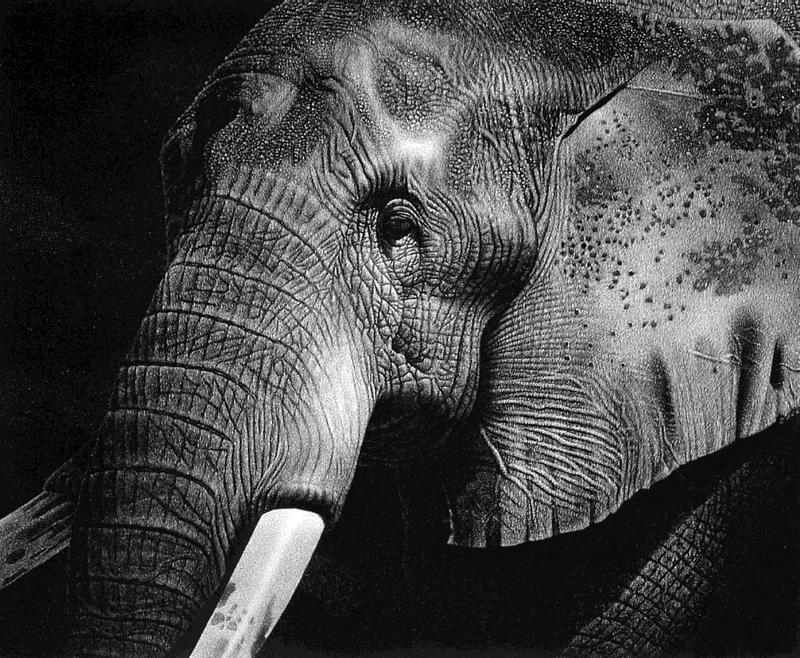 [Elon Animal Scans] Painted by Francis E. Sweet, Bull Elephant; DISPLAY FULL IMAGE.