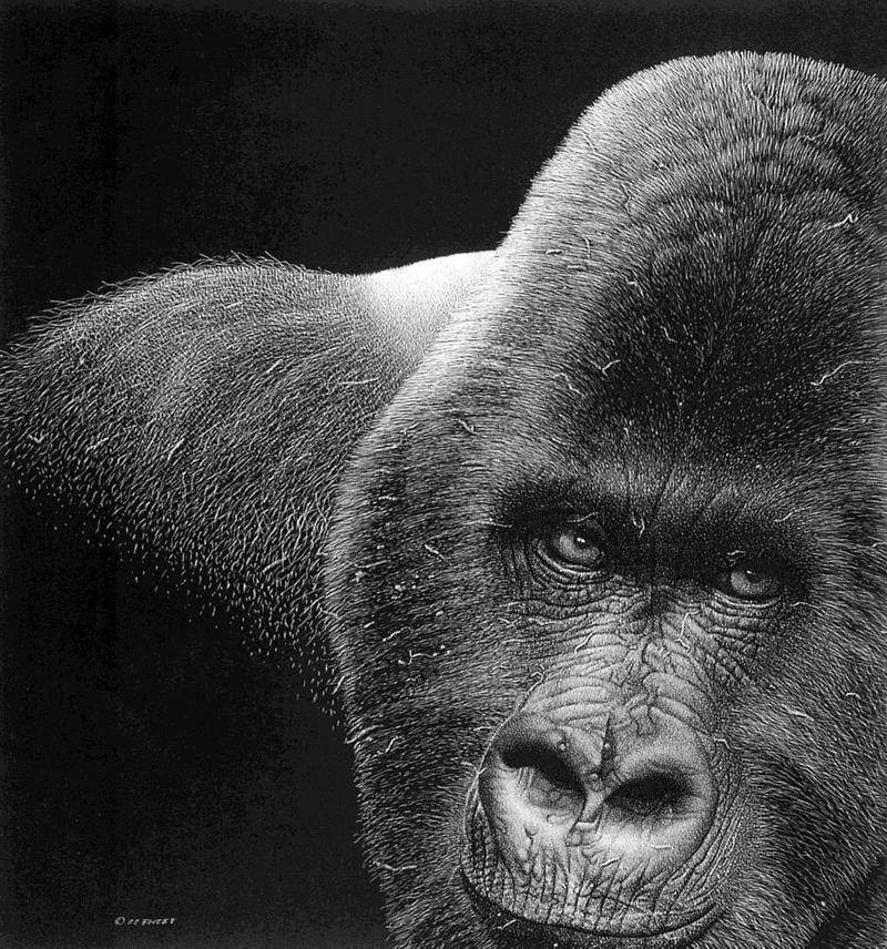 [Elon Animal Scans] Painted by Francis E. Sweet, The Stare (Gorilla); DISPLAY FULL IMAGE.