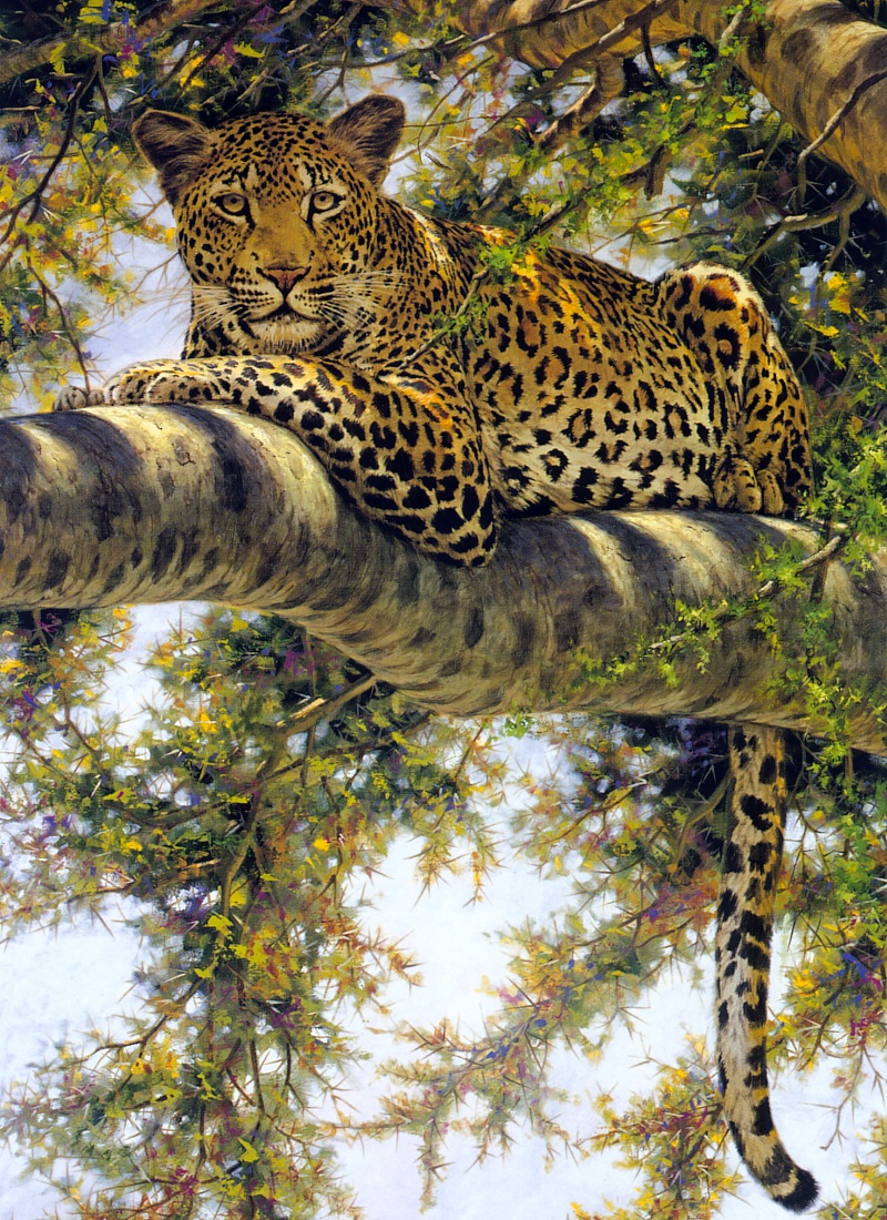 [Elon Animal Scans] Painted by Guy Coheleach, Eye To Eye (Leopard); DISPLAY FULL IMAGE.