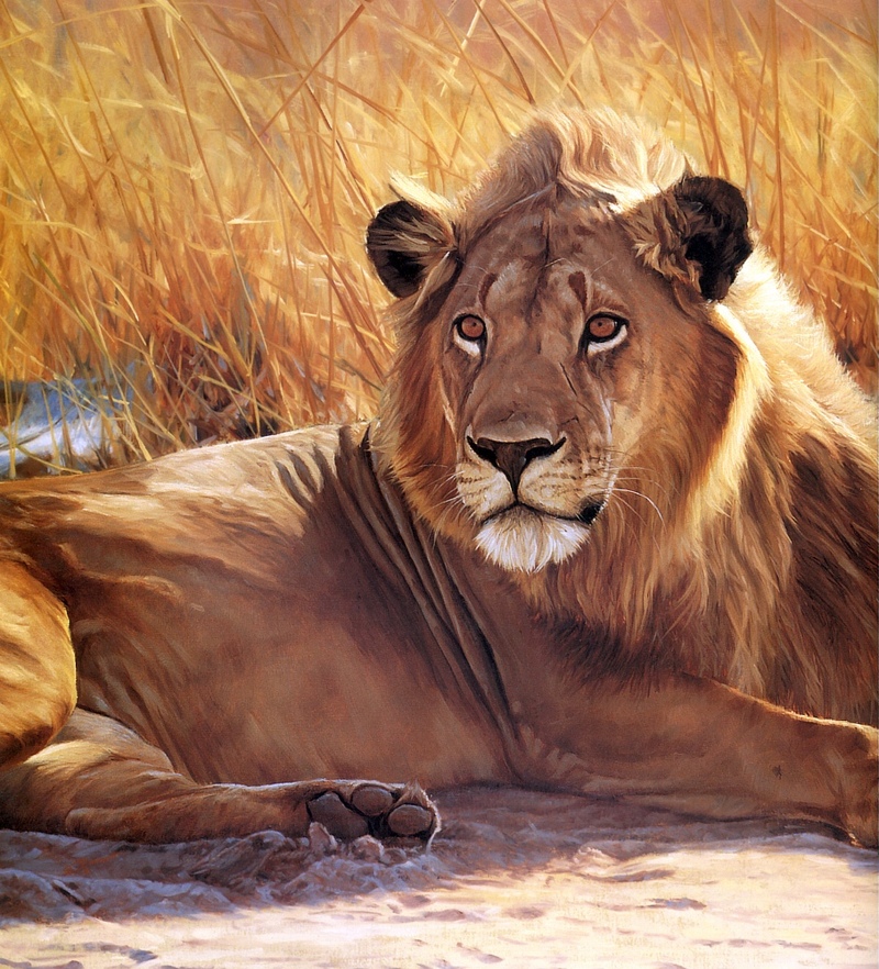 [Elon Animal Scans] Painted by John Banovich, Lion Eyes; DISPLAY FULL IMAGE.