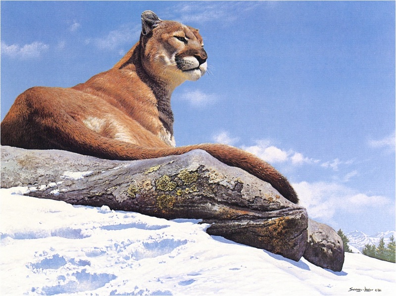 [Elon Animal Scans] Painted by John Seerey-Lester, Above The Tree Line, Cougar; DISPLAY FULL IMAGE.