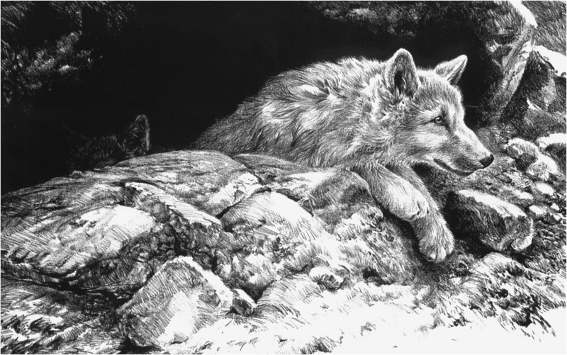 [Elon Animal Scans] Painted by John Seerey-Lester, Arctic Wolf Pups; DISPLAY FULL IMAGE.