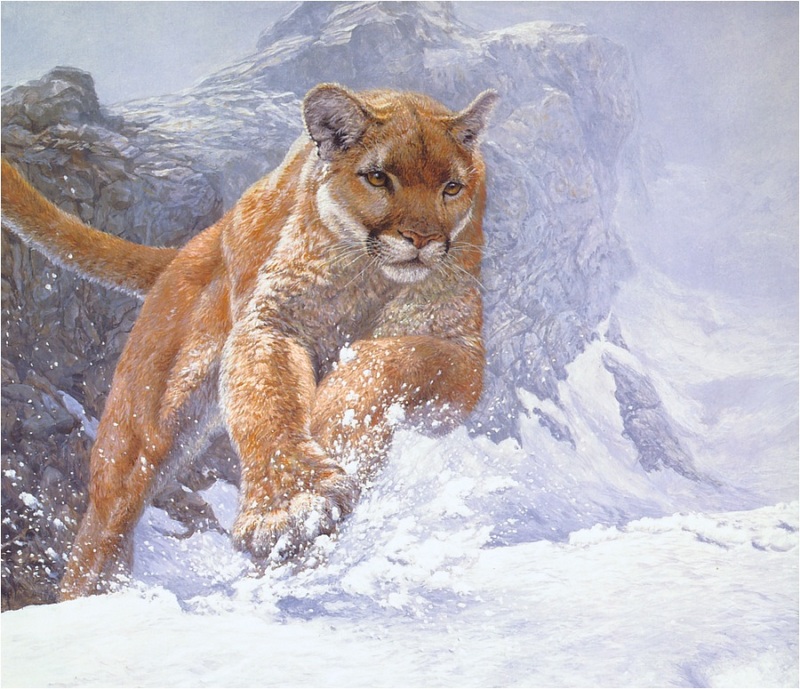 [Elon Animal Scans] Painted by John Seerey-Lester, Cougar Run; DISPLAY FULL IMAGE.