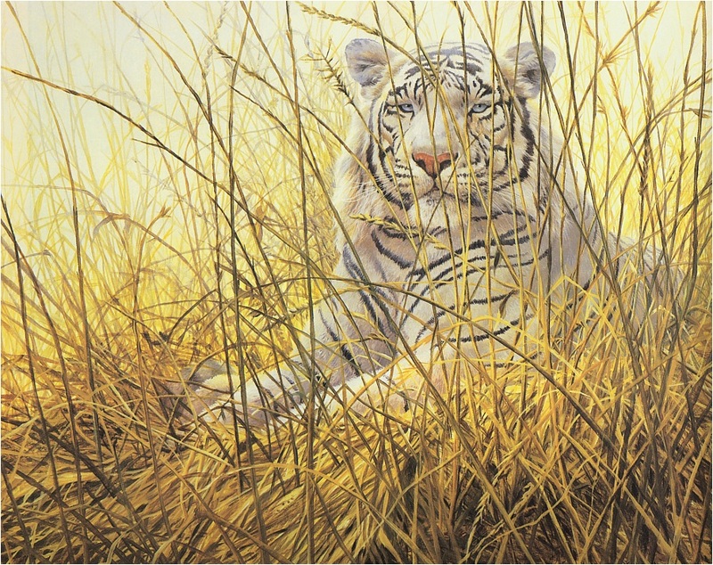 [Elon Animal Scans] Painted by John Seerey-Lester, Dawn Majesty (White Tiger); DISPLAY FULL IMAGE.