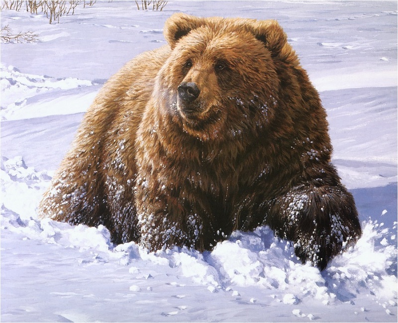 [Elon Animal Scans] Painted by John Seerey-Lester, Heavy Going, Grizzley Bear; DISPLAY FULL IMAGE.