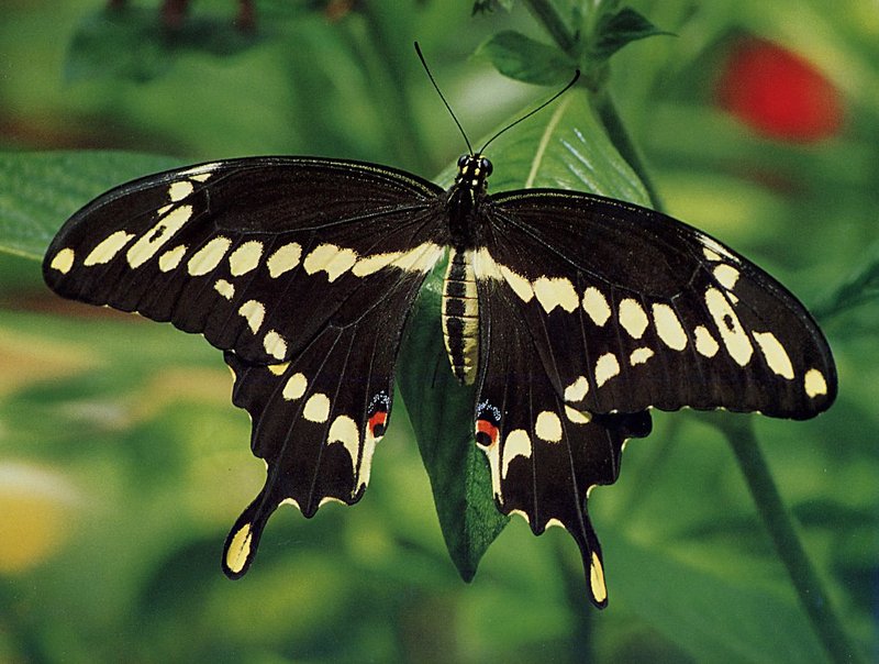 [GrayCreek Scans - 2002 Calendar] Butterflies - Giant Swallowtail; DISPLAY FULL IMAGE.