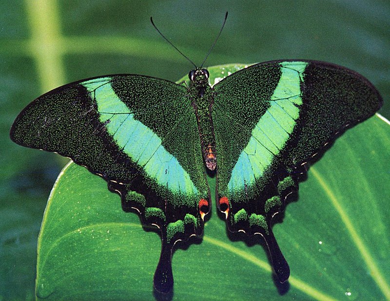 [GrayCreek Scans - 2002 Calendar] Butterflies - Emerald Swallowtail; DISPLAY FULL IMAGE.