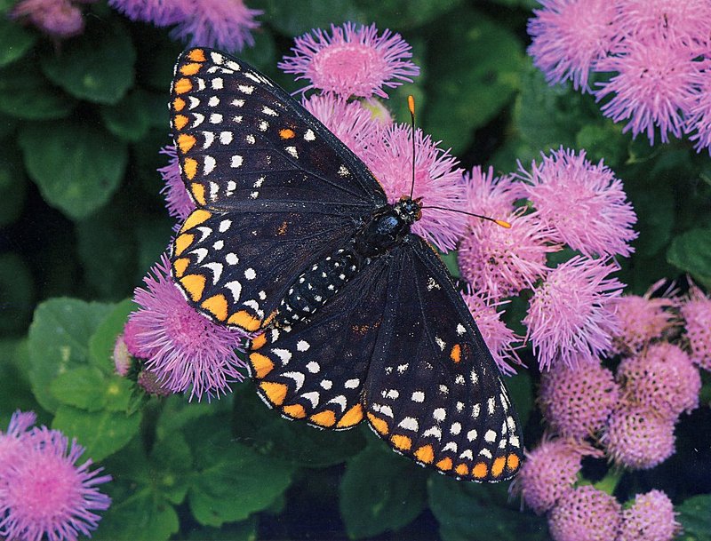 [GrayCreek Scans - 2002 Calendar] Butterflies - Baltimore Checkerspot; DISPLAY FULL IMAGE.