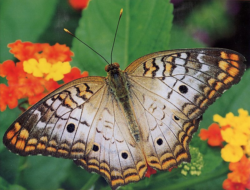 [GrayCreek Scans - 2002 Calendar] Butterflies - White Peacock Butterfly; DISPLAY FULL IMAGE.