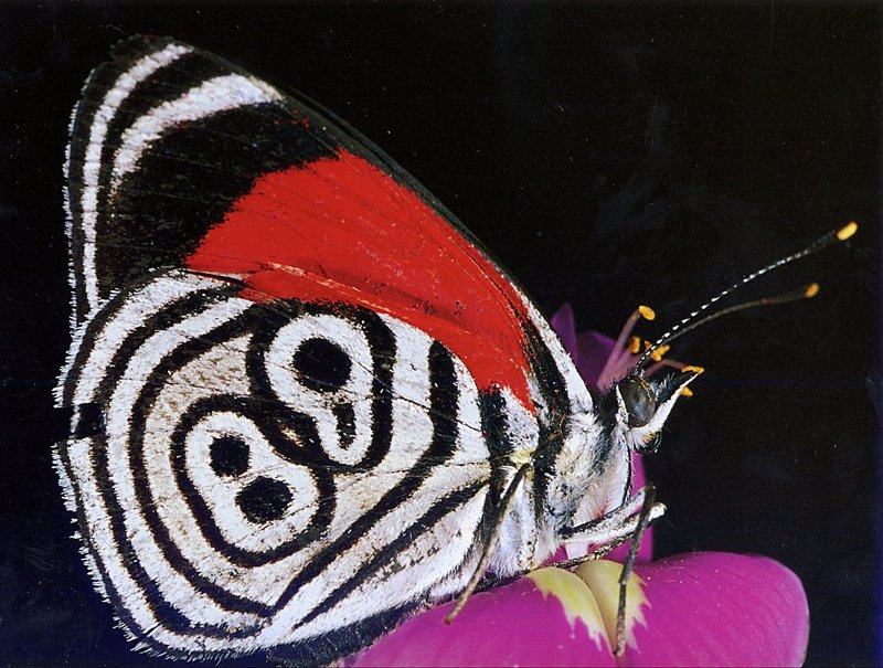 [GrayCreek Scans - 2002 Calendar] Butterflies - 88 (Eighty-eight) Butterfly; DISPLAY FULL IMAGE.