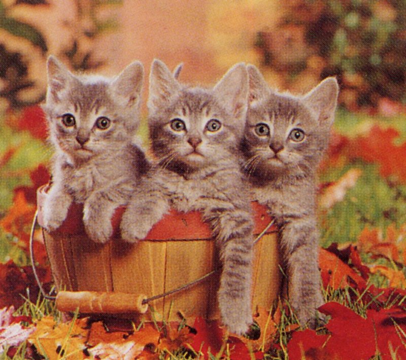 [GrayCreek Scans - 2002 Calendar] Curious Cats; DISPLAY FULL IMAGE.