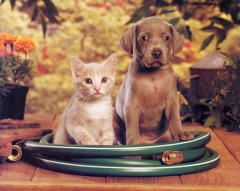 [GrayCreek Scans - 2002 Calendar] Puppies & Kittens; DISPLAY FULL IMAGE.