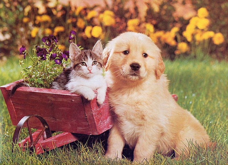 [GrayCreek Scans - 2002 Calendar] Puppies & Kittens; DISPLAY FULL IMAGE.