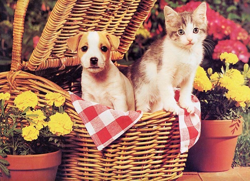 [GrayCreek Scans - 2002 Calendar] Puppies & Kittens; DISPLAY FULL IMAGE.