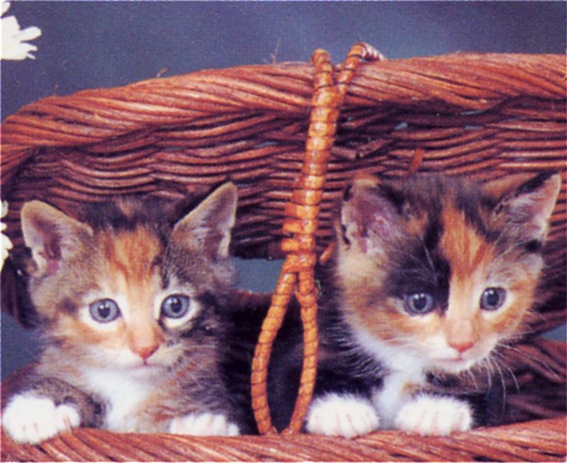 [GrayCreek Scans - 2002 Calendar] Kittens; DISPLAY FULL IMAGE.