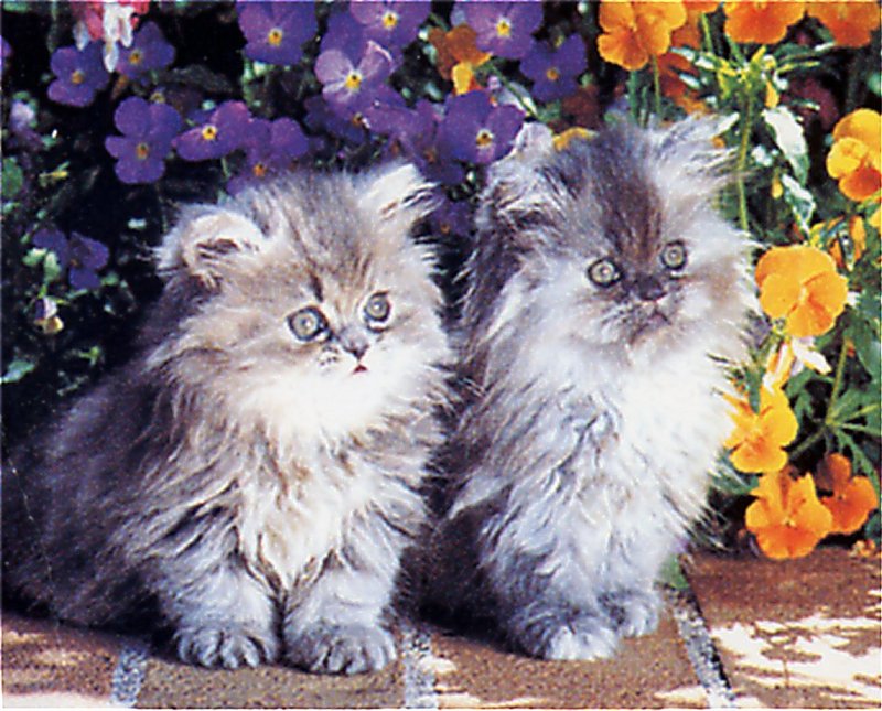 [GrayCreek Scans - 2002 Calendar] Kittens; DISPLAY FULL IMAGE.