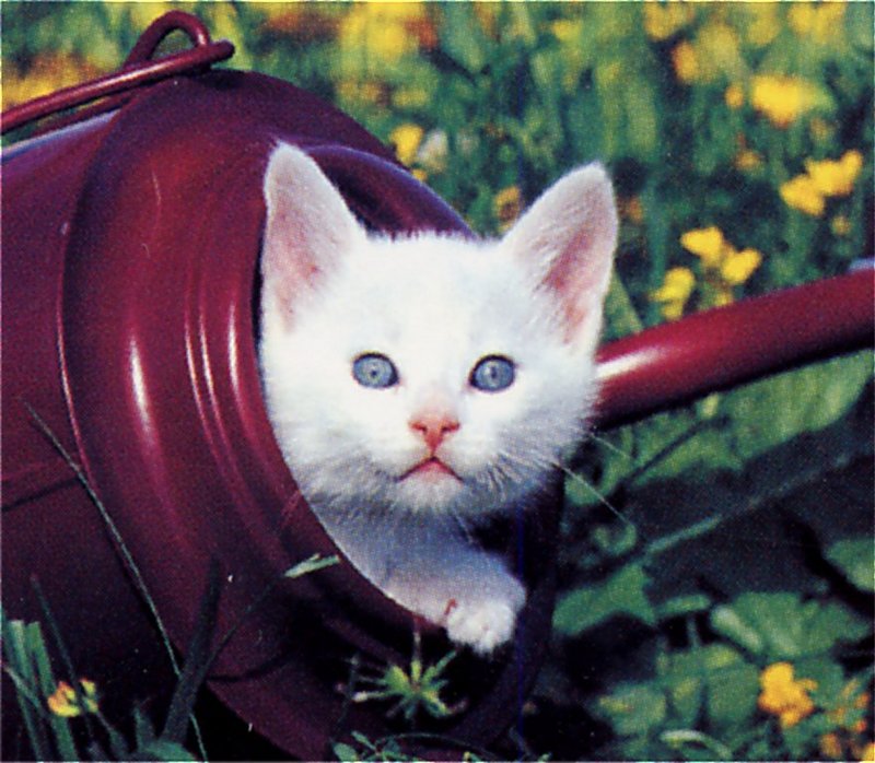 [GrayCreek Scans - 2002 Calendar] Kittens; DISPLAY FULL IMAGE.