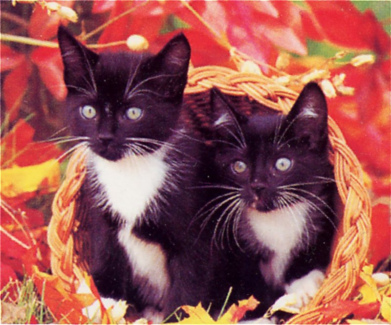 [GrayCreek Scans - 2002 Calendar] Kittens; DISPLAY FULL IMAGE.