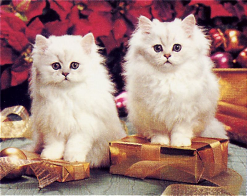 [GrayCreek Scans - 2002 Calendar] Kittens; DISPLAY FULL IMAGE.