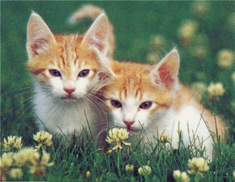[GrayCreek Scans - 2002 Calendar] Kittens; DISPLAY FULL IMAGE.
