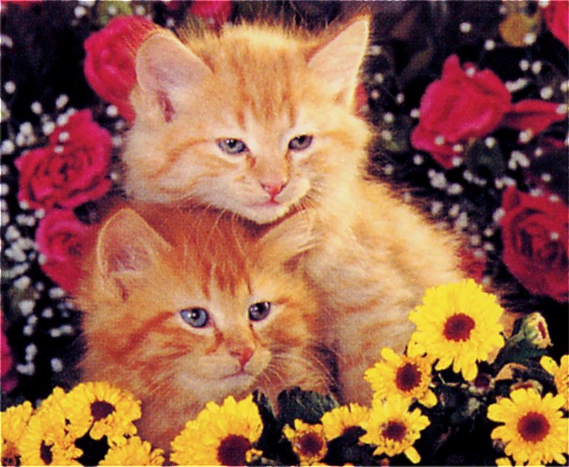 [GrayCreek Scans - 2002 Calendar] Kittens; DISPLAY FULL IMAGE.