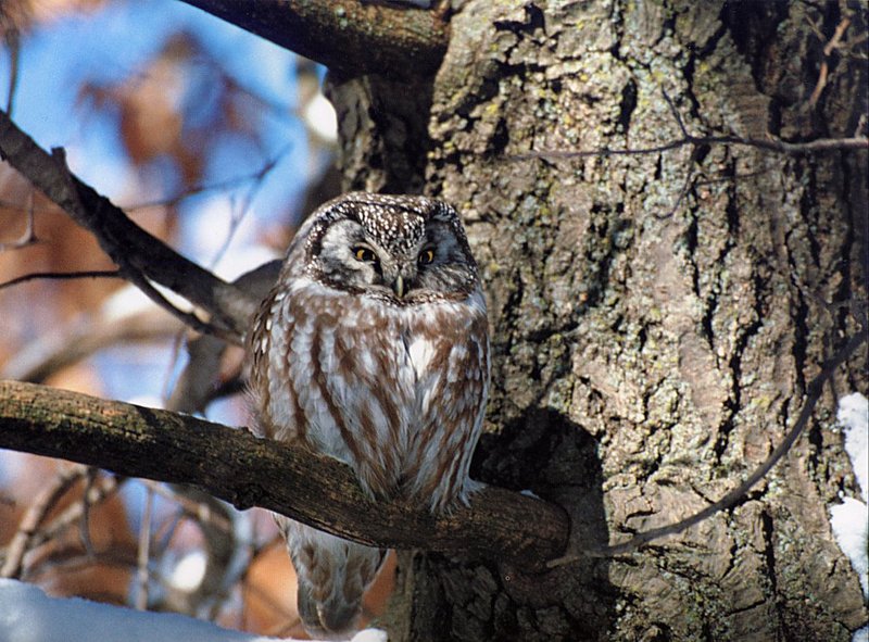 [GrayCreek Scans - 2002 Calendar] Northwoods Wildlife - Boreal Owl; DISPLAY FULL IMAGE.