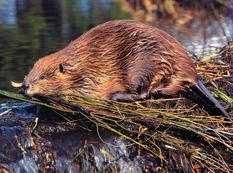 [GrayCreek Scans - 2002 Calendar] Northwoods Wildlife - Beaver; DISPLAY FULL IMAGE.