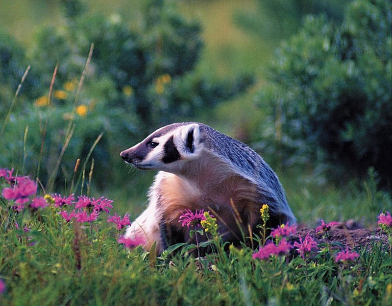 [GrayCreek Scans - 2002 Calendar] Northwoods Wildlife - American Badger; DISPLAY FULL IMAGE.