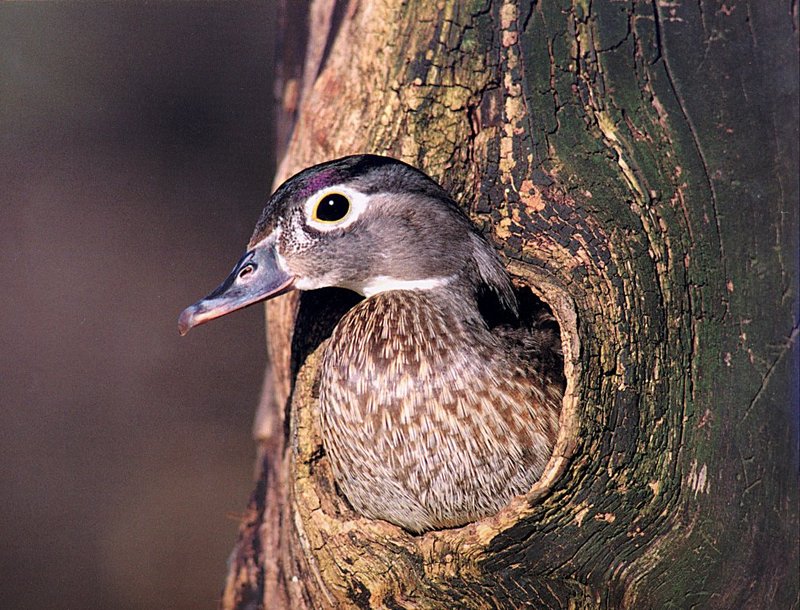 [GrayCreek Scans - 2002 Calendar] Northwoods Wildlife - Woodduck Hen; DISPLAY FULL IMAGE.