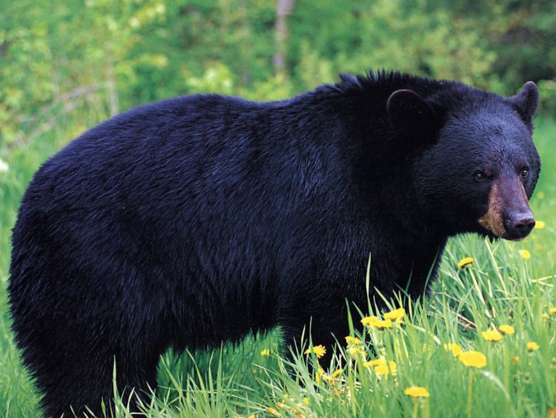 [GrayCreek Scans - 2002 Calendar] Northwoods Wildlife - American Black Bear; DISPLAY FULL IMAGE.