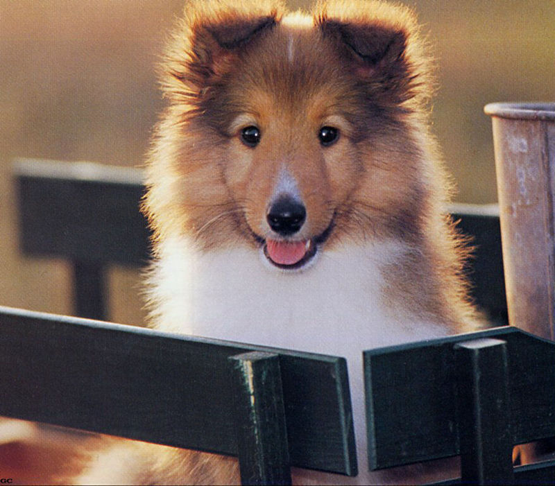 [GrayCreek Scans - 2003 Calendar] Puppies; DISPLAY FULL IMAGE.