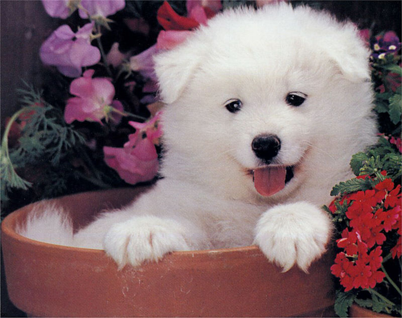 [GrayCreek Scans - 2003 Calendar] Puppies; DISPLAY FULL IMAGE.