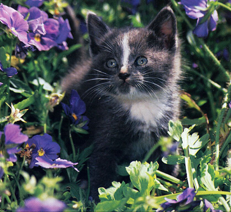 [GrayCreek Scans - 2003 Calendar] Kittens; DISPLAY FULL IMAGE.