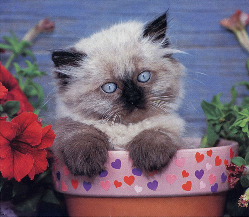 [GrayCreek Scans - 2003 Calendar] Kittens; DISPLAY FULL IMAGE.