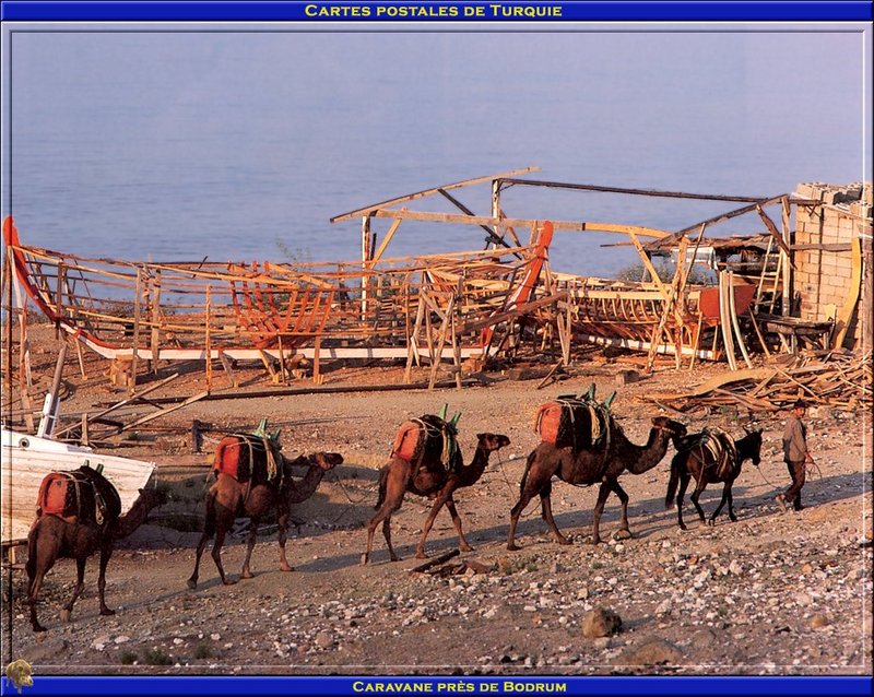 [PO scan - Postcard of Turkey] Camels; DISPLAY FULL IMAGE.