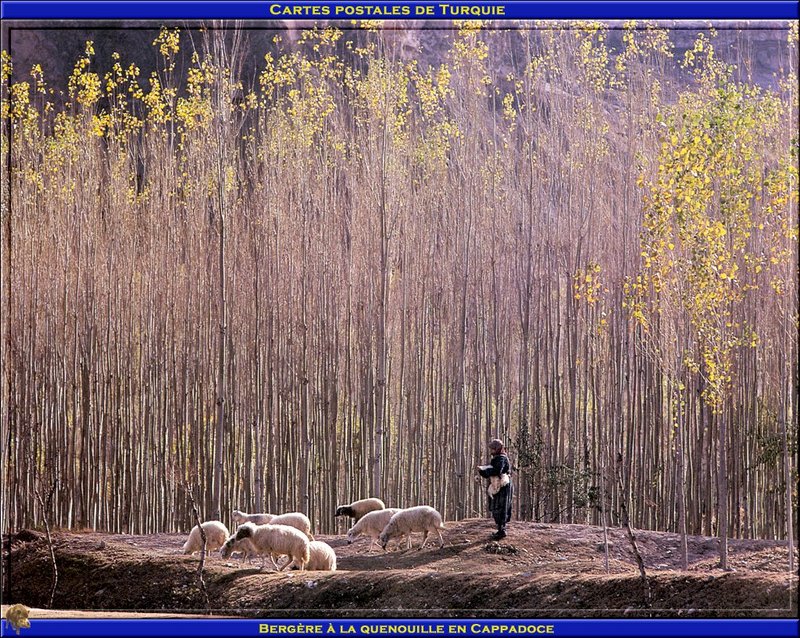 [PO scan - Postcard of Turkey] Sheep; DISPLAY FULL IMAGE.