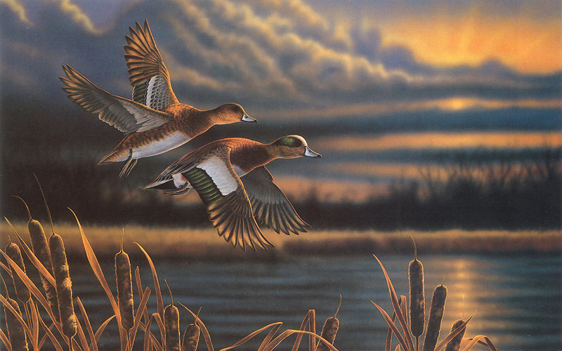 [FlowerChild scans - Wildlife-Birds] Painted by Richard Clifton, Widgeon, Out Front; DISPLAY FULL IMAGE.