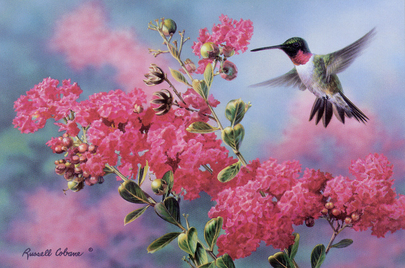 [FlowerChild scans - Wildlife-Birds] Painted by Russell Cobane, Gathering Nectar (Hummingbird); DISPLAY FULL IMAGE.